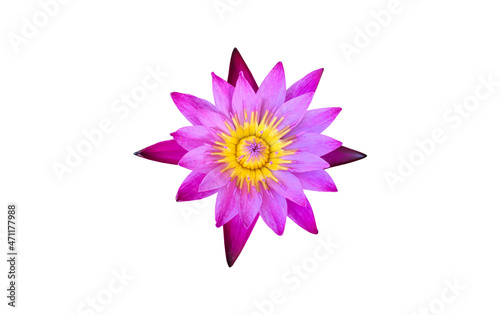 Isolated lotus flower  Nelumbo nucifera  or pink waterlily flower on white background with clipping path