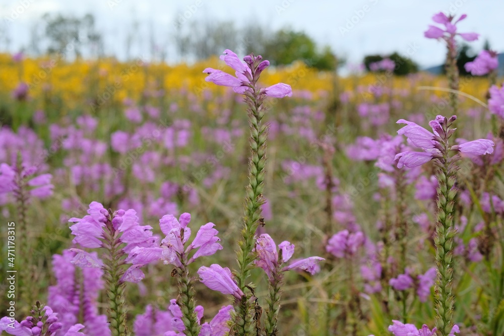 Fototapeta premium field of lavender