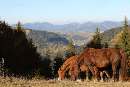 Beautiful horses grazing in mountains on sunny day