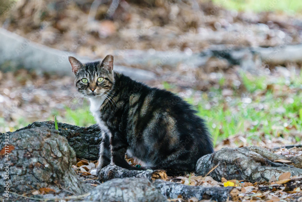 Obraz premium Feral Cat with Clipped Ear