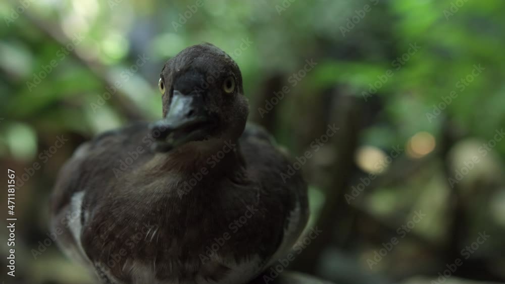 Close Up Of A Black Duck In Tampa Bay, Florida. Close Up Of A Black Duck In Tampa Bay, Florida.