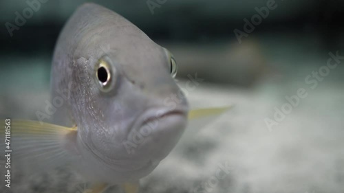 Russell's Snapper Fish In Fish Tank At Florida Aquarium In Tampa Bay, Florida. extreme close up photo