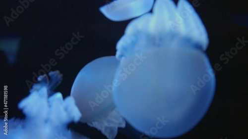 Barrel Jellyfish Swimming Against Black Background In The Aquarium. close up photo