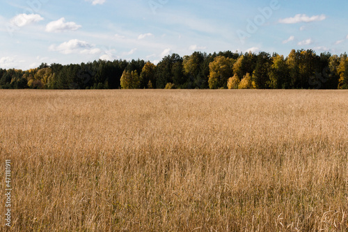 Yellow rye field against the background of the autumn forest. Above the horizon  there is a cold October sky with clouds. Landscape.