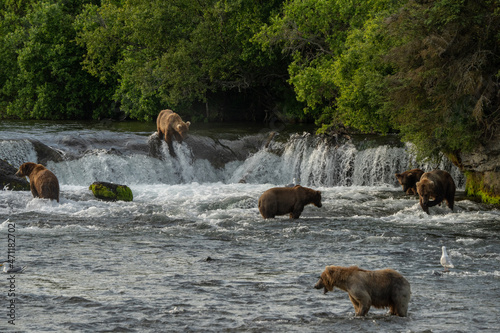 Alaska Brown Bears, eating in salmon