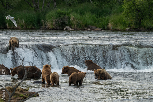 Alaska Brown Bears, eating in salmon