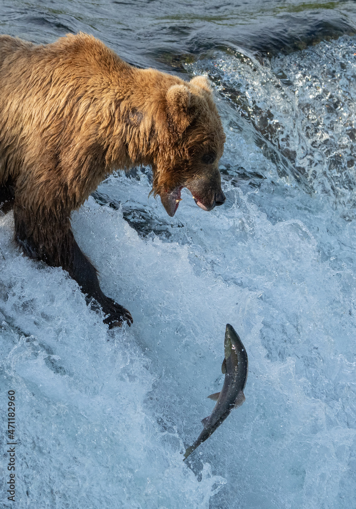 Alaska Brown Bears, eating in salmon Alaska Brown Bears, eating in salmon
