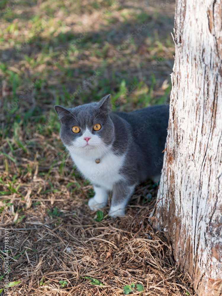 British shorthair cat playing on the grass in the park