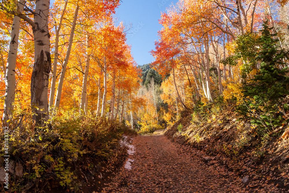 road in an aspen forest in fall
