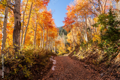road in an aspen forest in fall © Christian