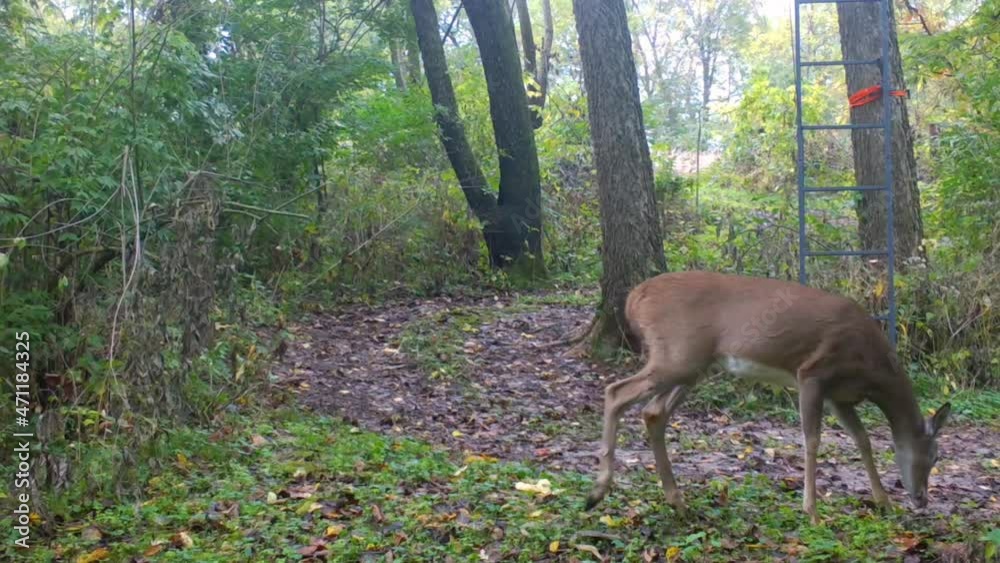 Young doe Whitetail Deer slowly walking across a clearing in the woods with its nose down under a deer stand in early autumn in central Illinois; concepts of wildlife management, and hunting