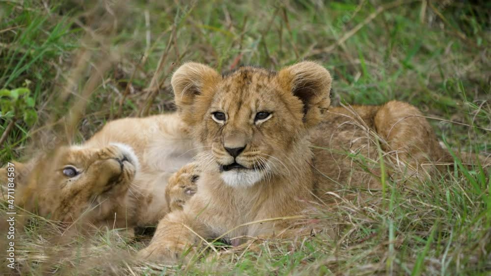 Funny lion cubs lying in long grass playing together; social bonding Funny lion cubs lying in long grass playing together; social bonding