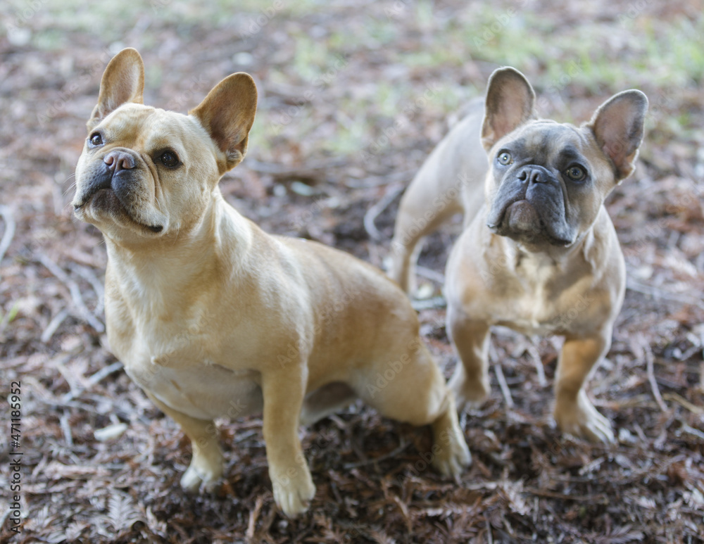 Two Frenchie buddies anxiously anticipating for dog treat. Off-leash dog park in Northern California.