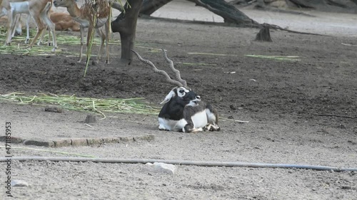 A blackbuck is sitting on the ground. photo