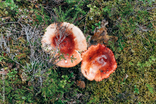Red russula mushroom in the forest