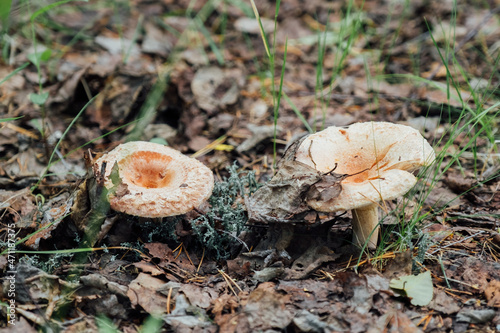 Lactarius torminosus also known as the woolly milkcap or the bearded milkcap photo