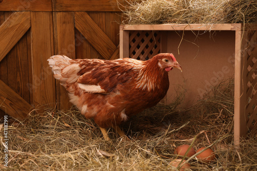 Beautiful chicken near nesting box with eggs in henhouse photo