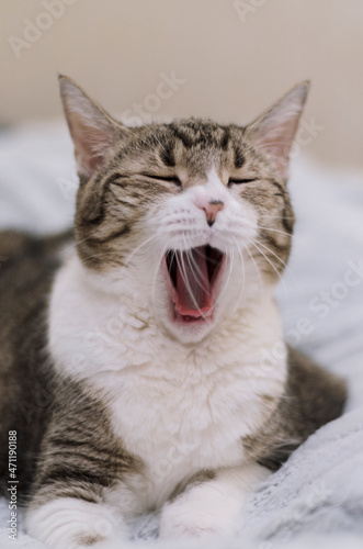 Portrait of a yawning cat in close-up. A pet without teeth. Boredom, drowsiness. High quality photo.