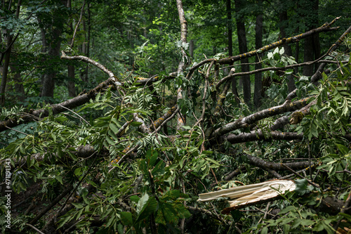 broken tree branches after storm in summer © Neils