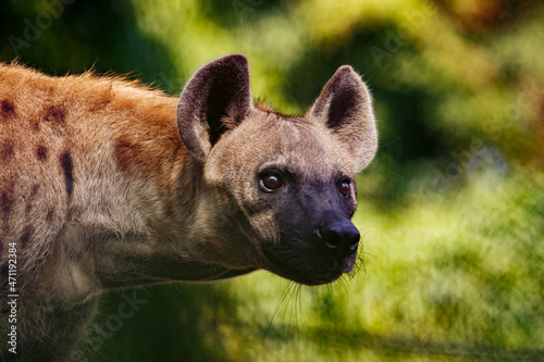 close up face of hyena and eye looking to hunting