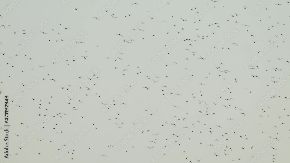 Majestic scenery of far away birds migrating on golden hour sky, zoom out Majestic scenery of far away birds migrating on golden hour sky, zoom out