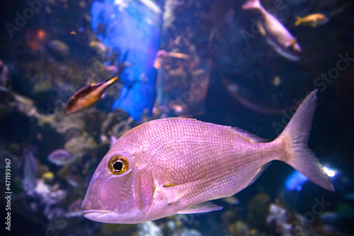 Pink fish in an aquarium photo