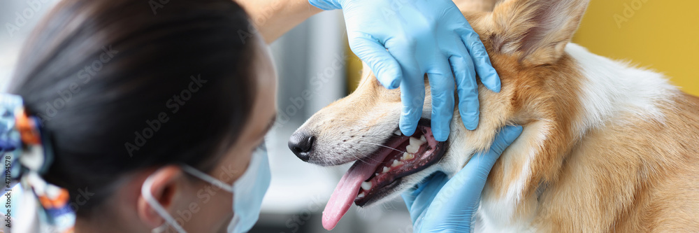 Veterinarian doctor examines dog oral cavity in clinic closeup