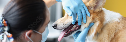 Obraz na płótnie Veterinarian doctor examines dog oral cavity in clinic closeup w salonie
