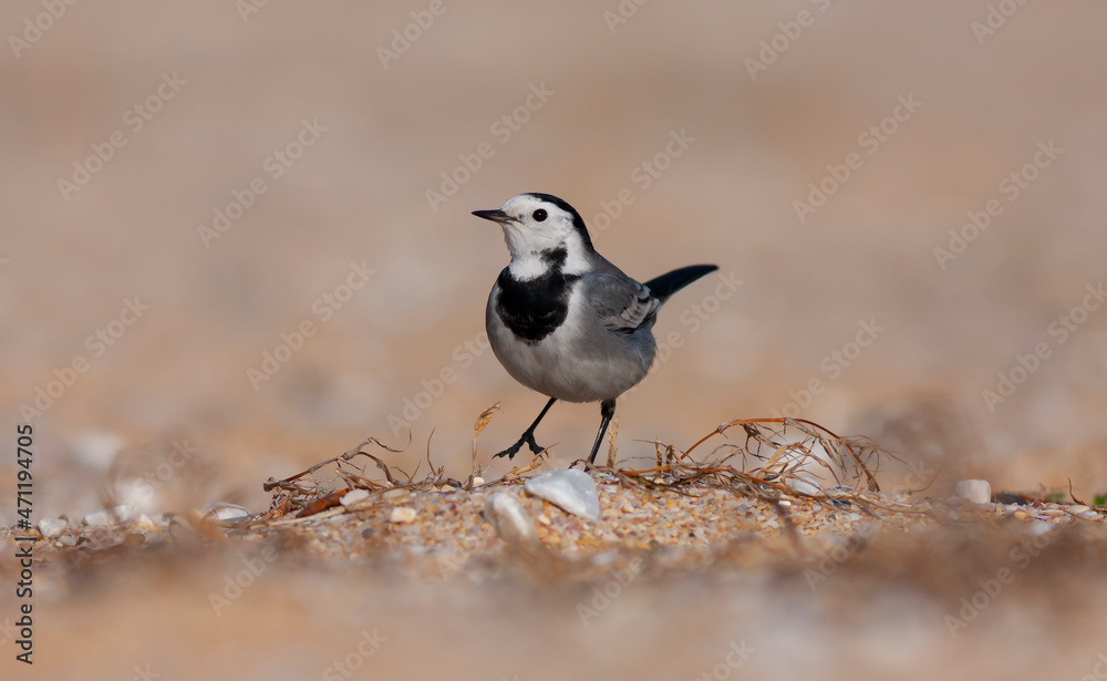 The white wagtail (Motacilla alba) is a small passerine bird in the family Motacillidae. The white wagtail (Motacilla alba) is a small passerine bird in the family Motacillidae.