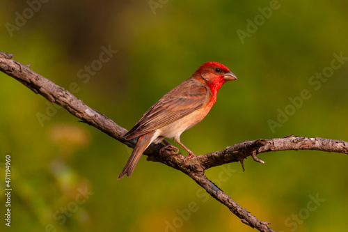 a beautiful red chirping bird,Rosefinch, Carpodacus erythrinus 