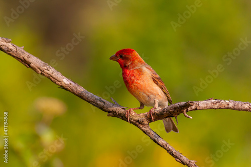 a beautiful red chirping bird,Rosefinch, Carpodacus erythrinus  © kenan