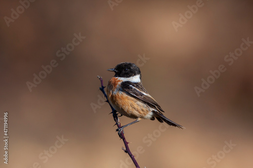 little bird clinging to a dry branch