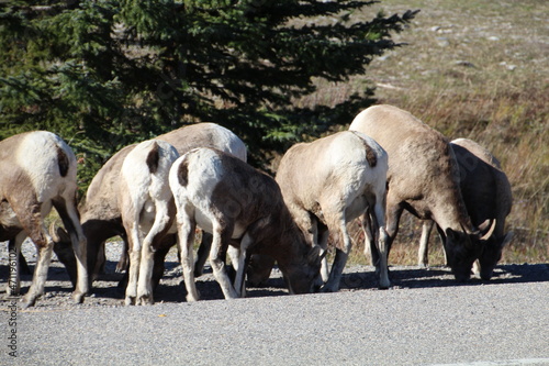 flock of sheep, Nordegg, Alberta