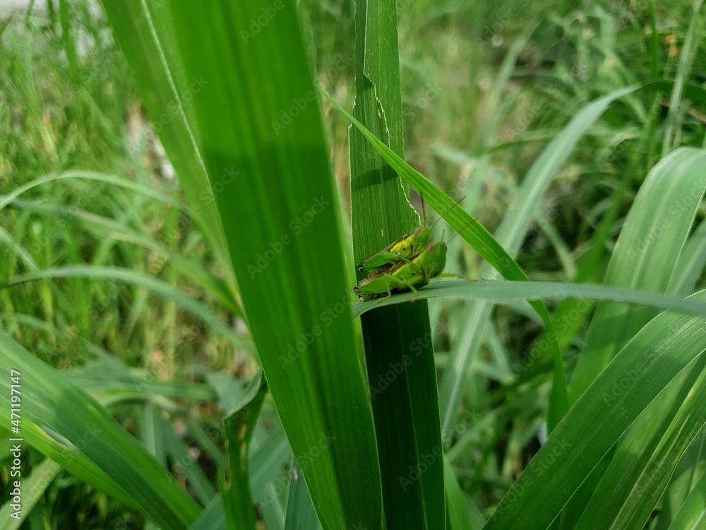 Commond grasshopper on craspedia under the sunlight on a leaf with a blurry free photo Commond grasshopper on craspedia under the sunlight on a leaf with a blurry free photo