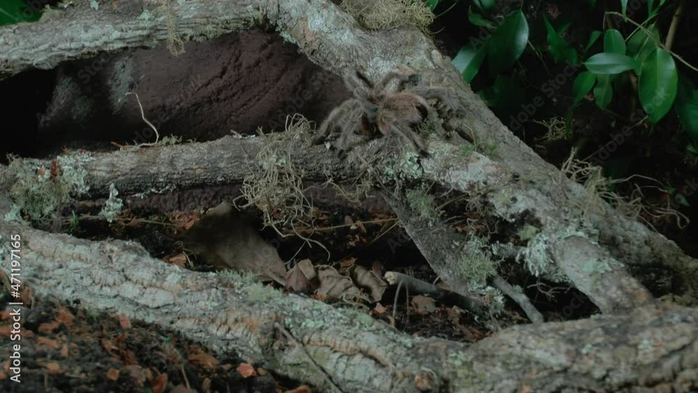 Front close up view of walking Tarantula Front close up view of walking Tarantula