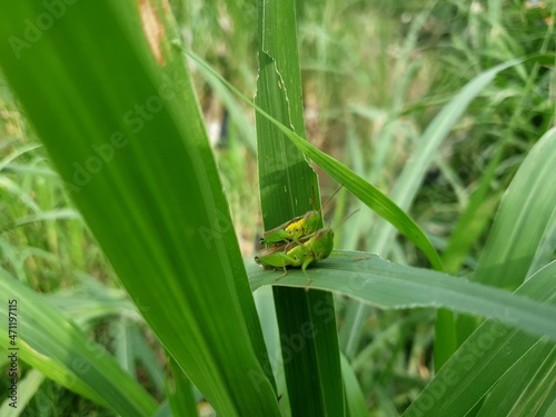 Commond grasshopper on craspedia under the sunlight on a leaf with a blurry free photo