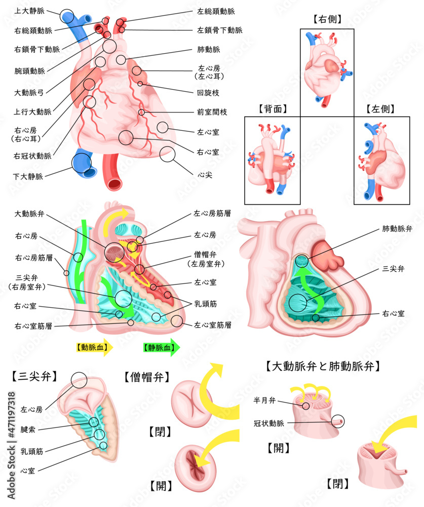 Obraz premium 心臓 循環器 構造 イラスト 日本語