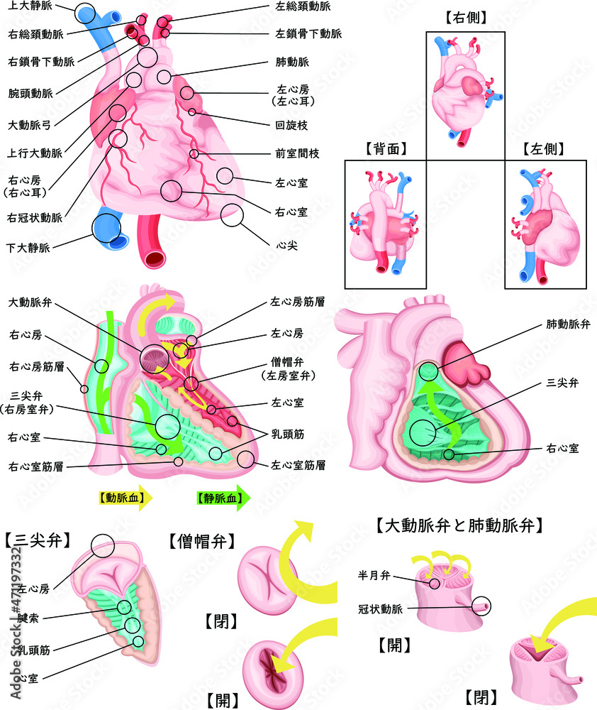 Obraz premium 心臓 循環器 構造 イラスト 日本語