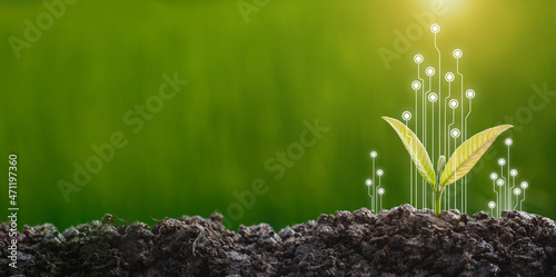 CSR concept and business planting,  Sustainability of business concept photo