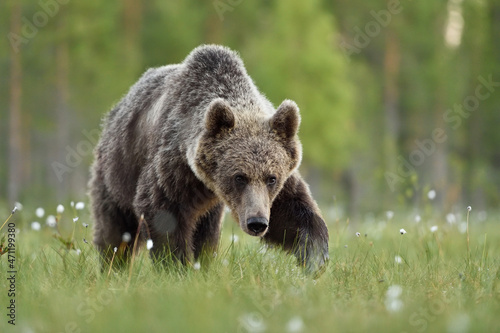 European brown bear walking in the bog with forest background