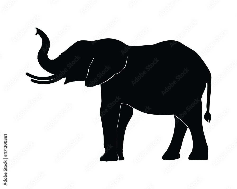 silhouette elephants family on white background. silhouette elephants family on white background.
