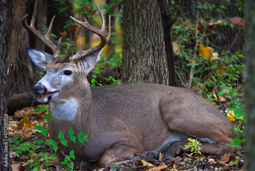 Whitetail Buck Resting In The Woods - Odocoileus virginianus