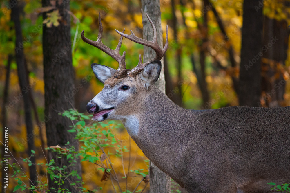 Whitetail Buck Headshot - Odocoileus virginianus