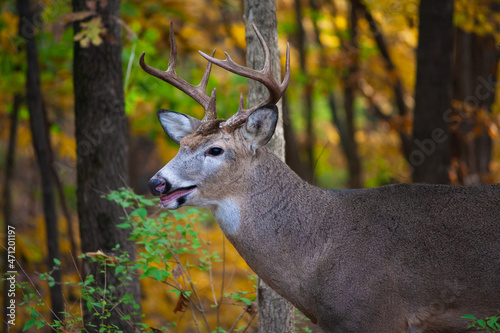 Whitetail Buck Headshot - Odocoileus virginianus