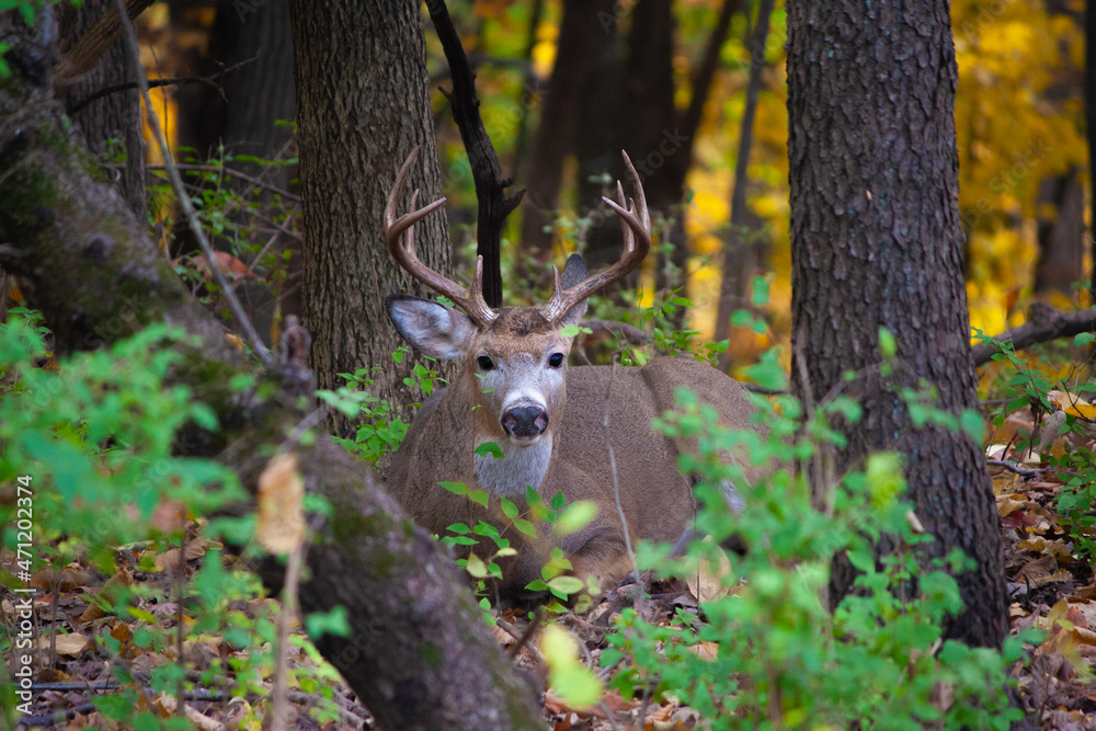 Whitetail Buck Lying Low In The Woods - Odocoileus virginianus Whitetail Buck Lying Low In The Woods - Odocoileus virginianus