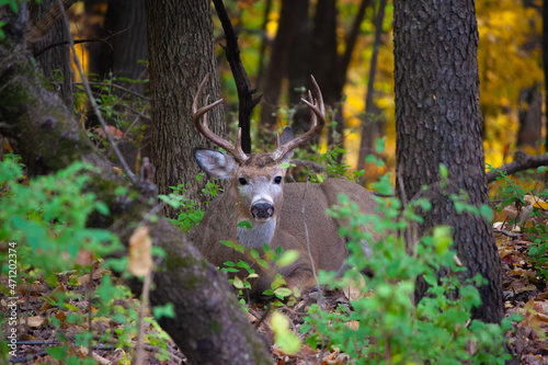 Whitetail Buck Lying Low In The Woods - Odocoileus virginianus