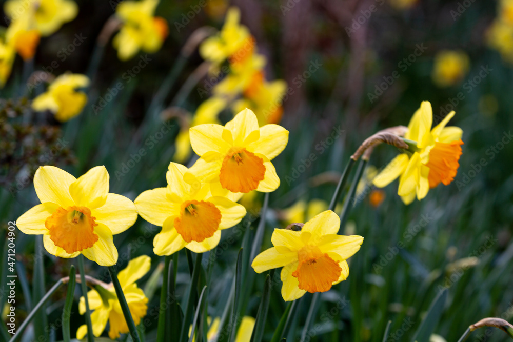Blooming yellow narcissus in spring in the garden Blooming yellow narcissus in spring in the garden