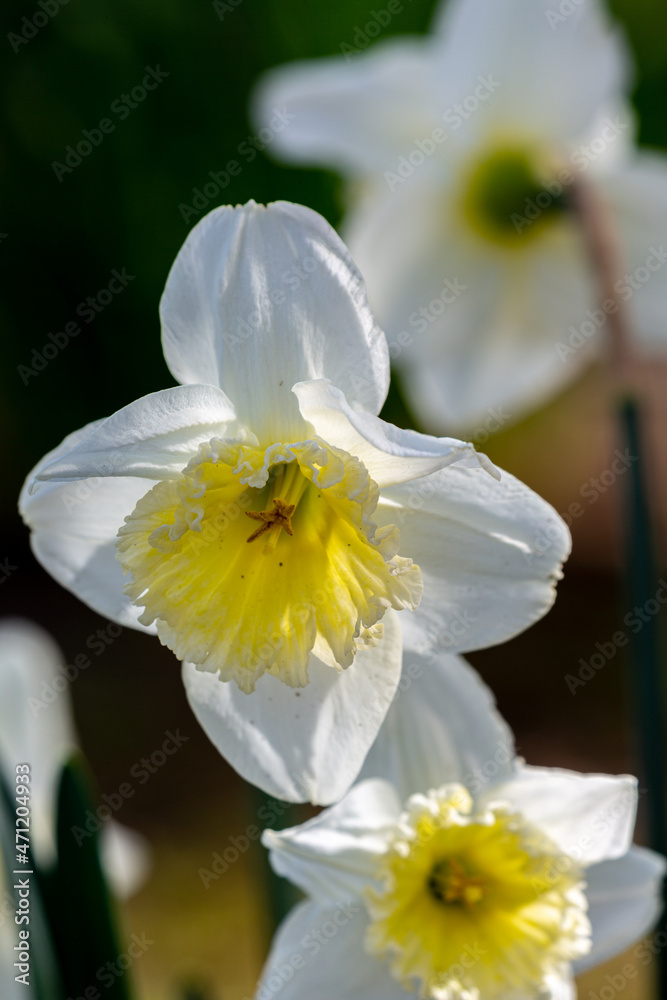 Fototapeta premium Blooming white narcissus in spring in the garden