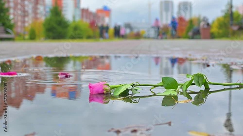 A rose lies in a puddle in the autumn rain and falling flower petals against the background of passers-by