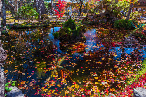 Fototapeta Naklejka Na Ścianę i Meble -  Fantastic autumn leaves in Japan.